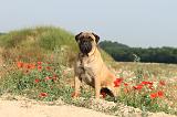 BULLMASTIFF 197